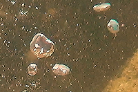 Champagne Reef